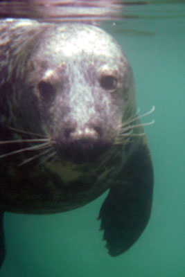 Atlantic Grey Seal