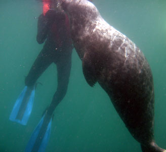 Atlantic Grey Seal posing for photos