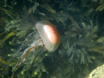  Compass Jellyfish - Chrysaora hyascella
