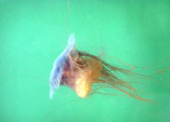 Lion's Mane Jellyfish - Cyanea capillata