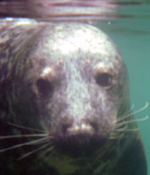 Atlantic Grey Seal