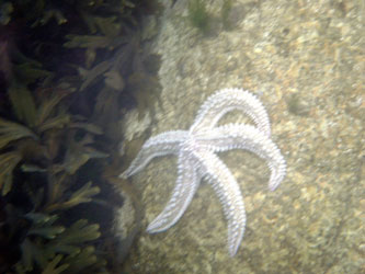 White Starfish