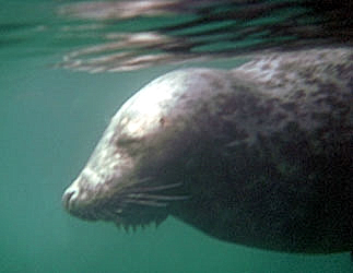 Atlantic Grey Seal