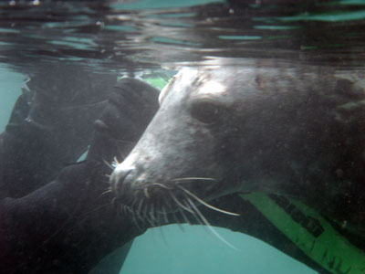 Atlantic Grey Seal hugging Tim's leg
