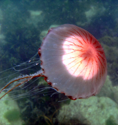  Compass Jellyfish - Chrysaora hyascella