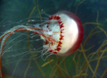  Compass Jellyfish - Chrysaora hyascella