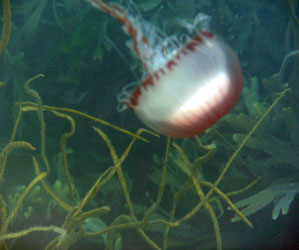 Compass Jellyfish - Chrysaora hyascella