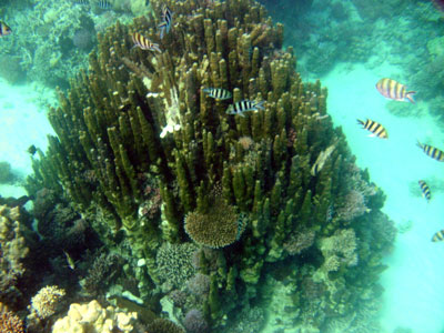 Serjeant Majors swim around a Massive Pore Coral