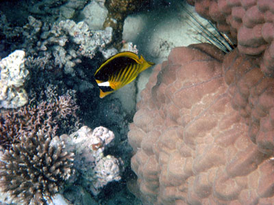Racoon Butterflyfish
