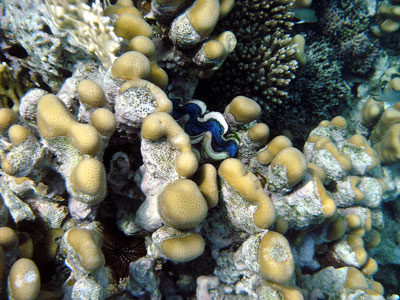 Giant Clam