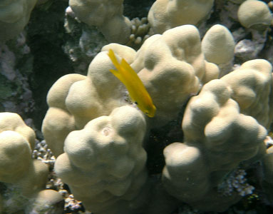 Masked Butterflyfish