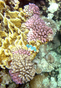 Giant clam in Raspberry coral