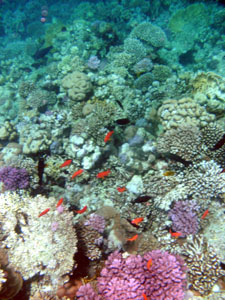 Anthias