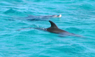 Dolphins