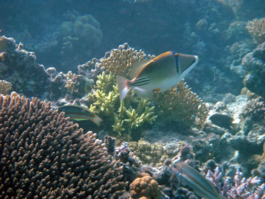 Picasso Triggerfish with two Klunzinger's Wrasse