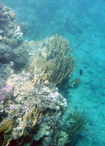 Coral