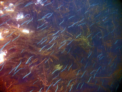 Sand eels