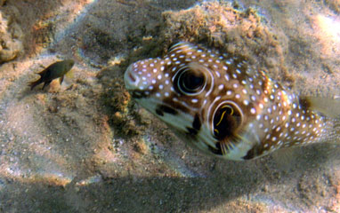 White spotted Pufferfish