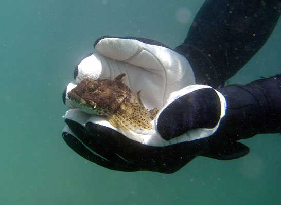 A Gurnard (I think)