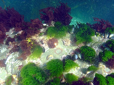 Seabed