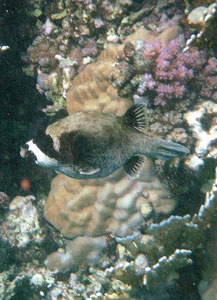 Masked Pufferfish