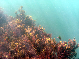 Seaweed