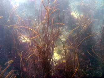 Seaweed