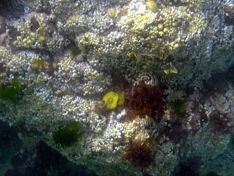 Seaweed