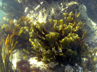 Seaweed