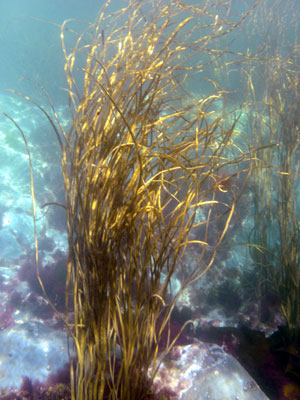 Sea grass