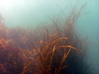 Seaweed