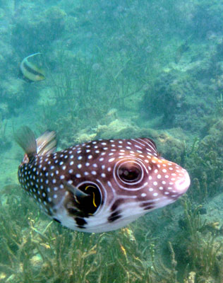 White spotted Pufferfish
