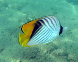 Threadfin Butterflyfish