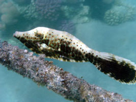 Scribbled Filefish