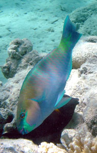 Parrotfish