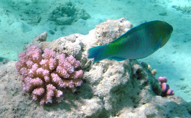 Parrotfish