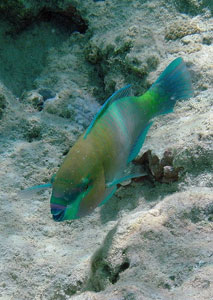 Parrotfish