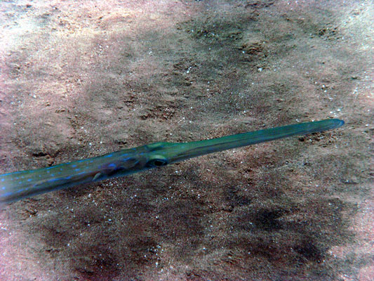 Cornetfish