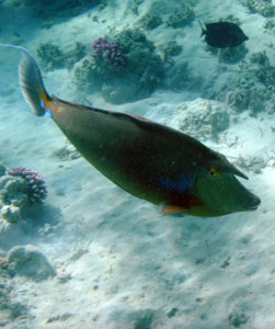 Unicornfish