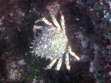 Crab
