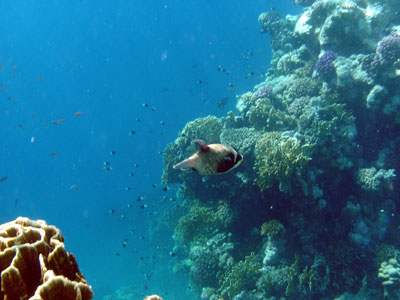 Masked Pufferfish