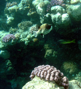 Masked Pufferfish