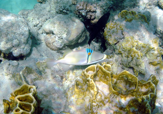 Picasso Triggerfish