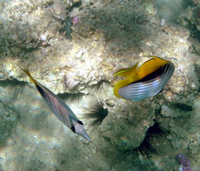 Threadfin Butterflyfish