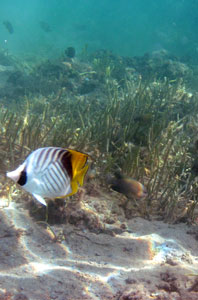 Threadfin Butterflyfish