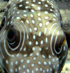 White spotted Pufferfish