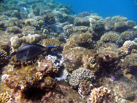 Sohal Surgeonfish