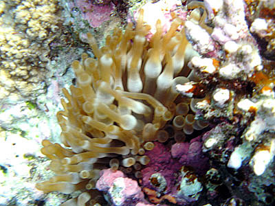 Anenome