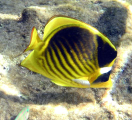 Racoon Butterflyfish