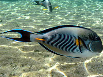 Sohal Surgeonfish